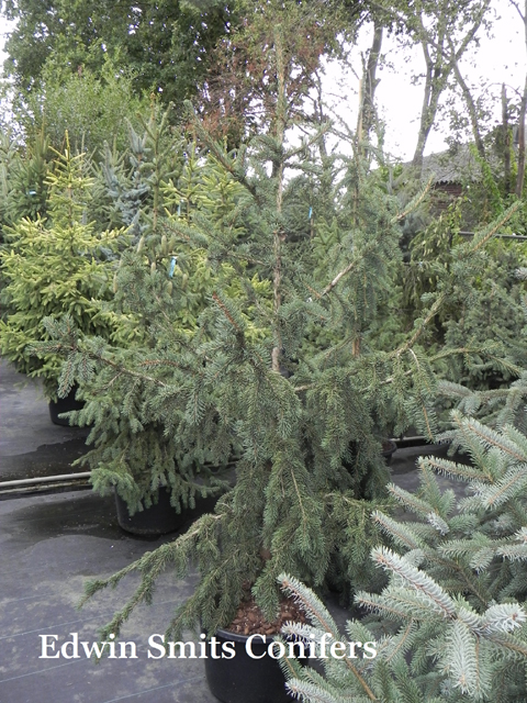 Picea abies 'Pachyphylla'